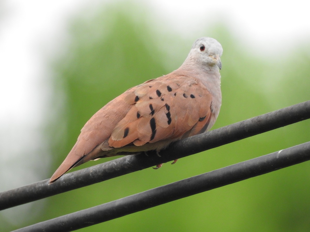 Ruddy Ground Dove - ML493290141