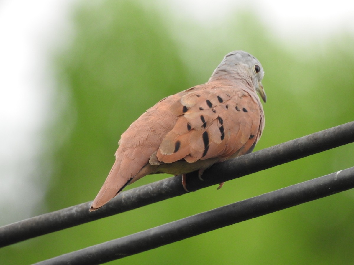 Ruddy Ground Dove - ML493290151