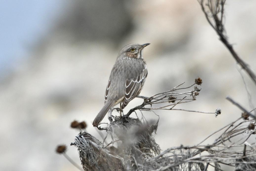 Sage Thrasher - ML493291571