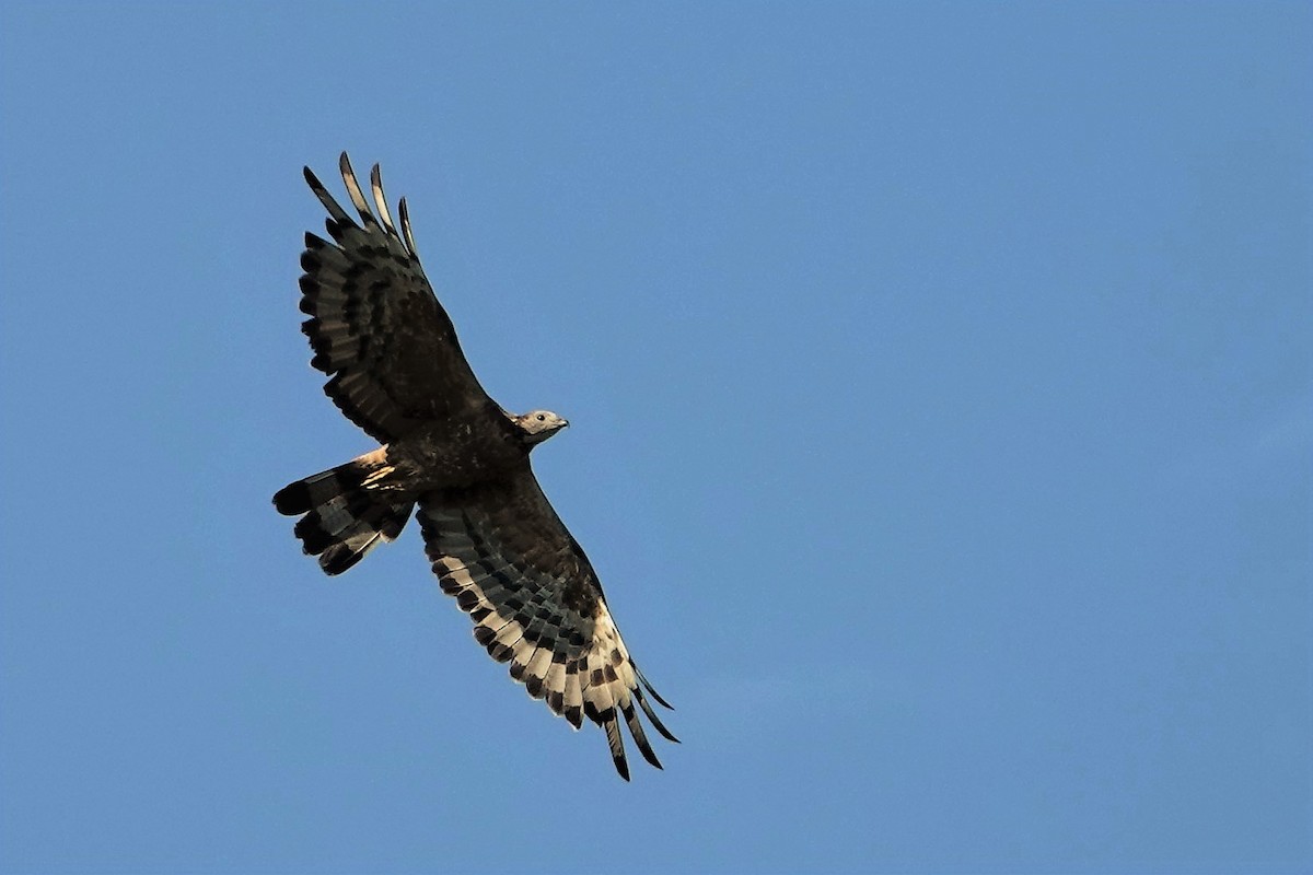 Oriental Honey-buzzard - ML493293401