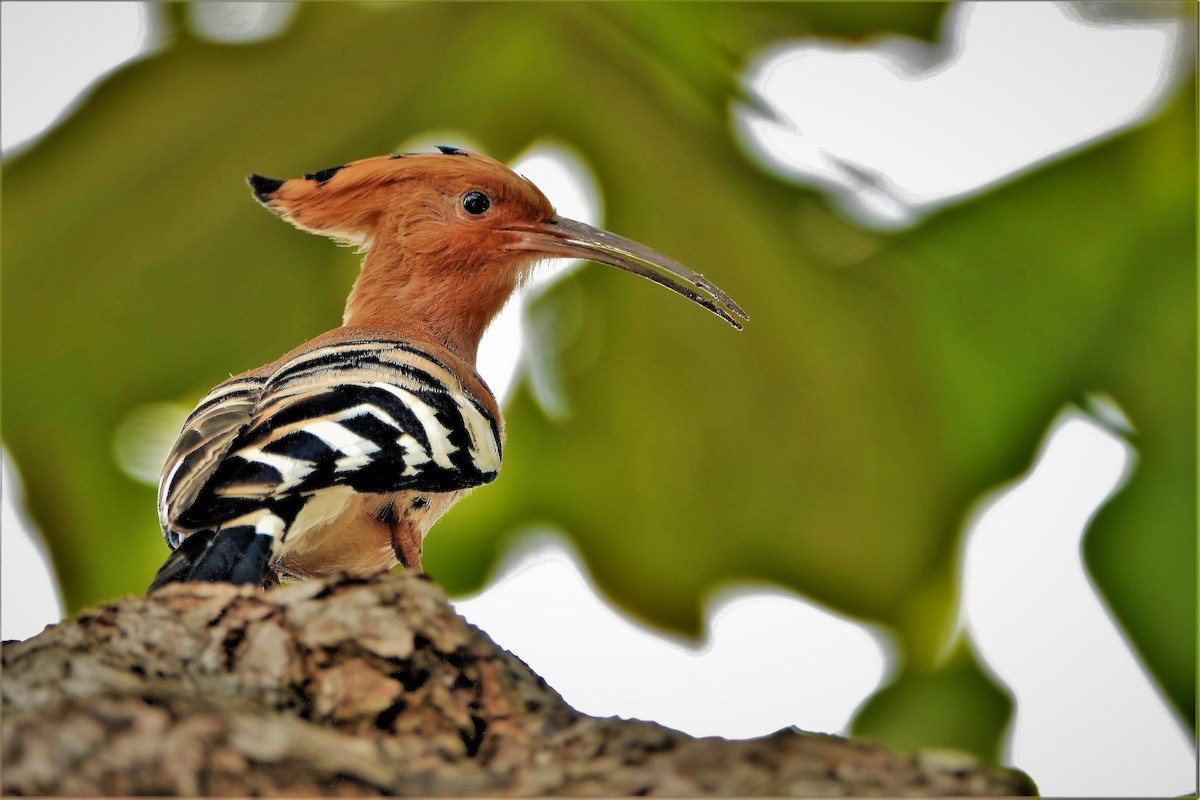 Eurasian Hoopoe - ML493294221