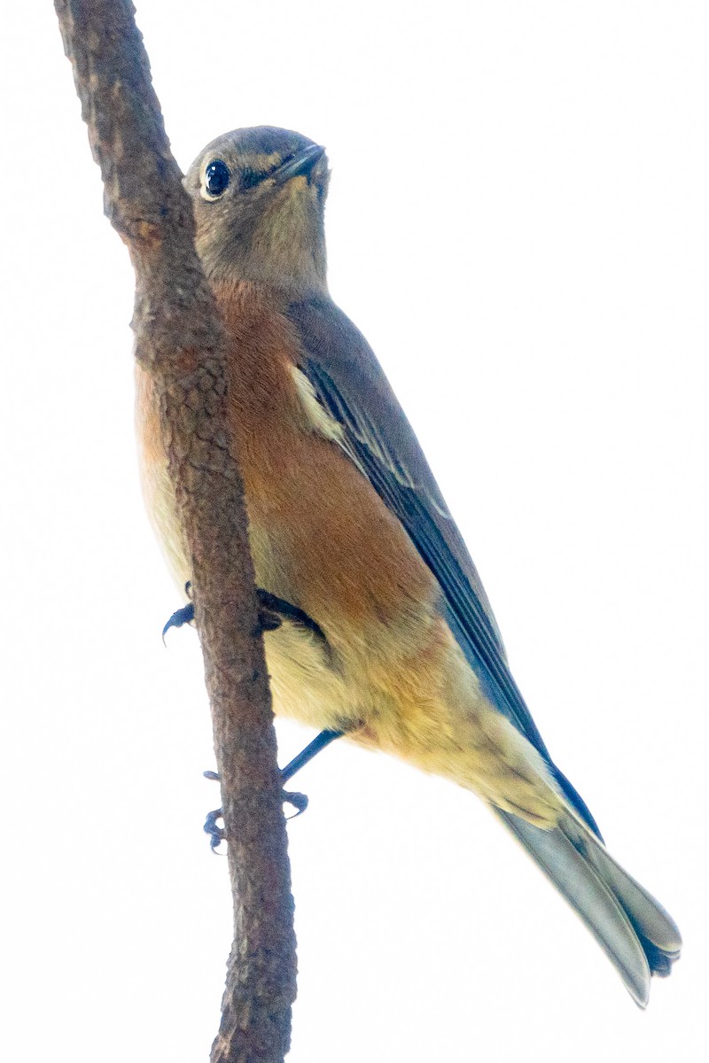 Western Bluebird - Brett Karley