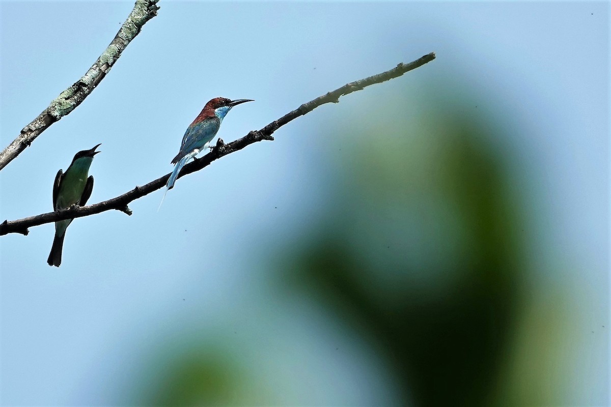 Blue-throated Bee-eater - ML493295691