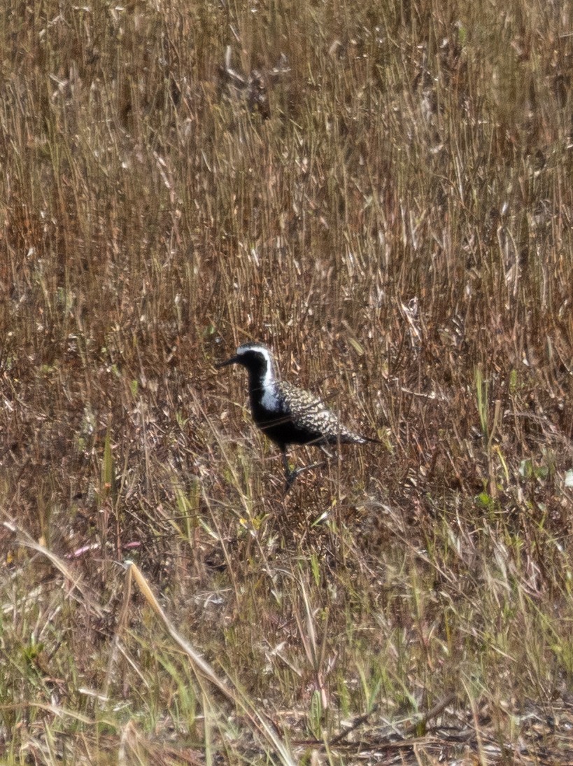 American Golden-Plover - ML493296921