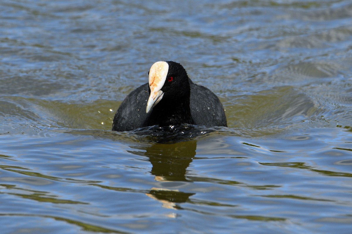 Eurasian Coot - ML493297811