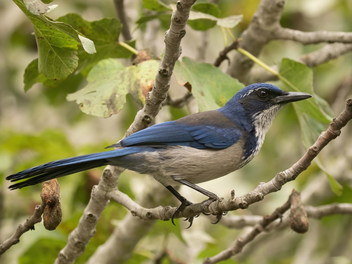 Island Scrub-Jay - ML493297831