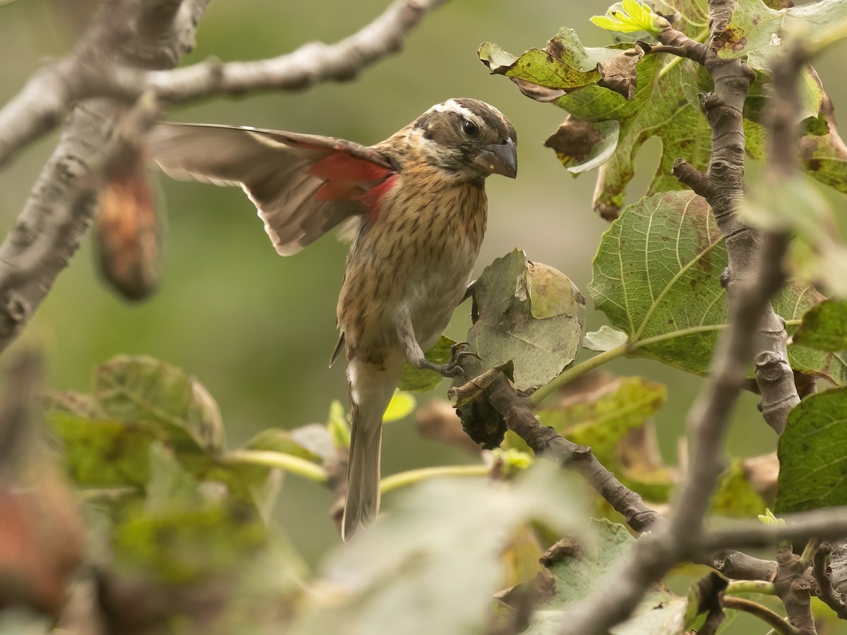 Rose-breasted Grosbeak - Spencer Seale