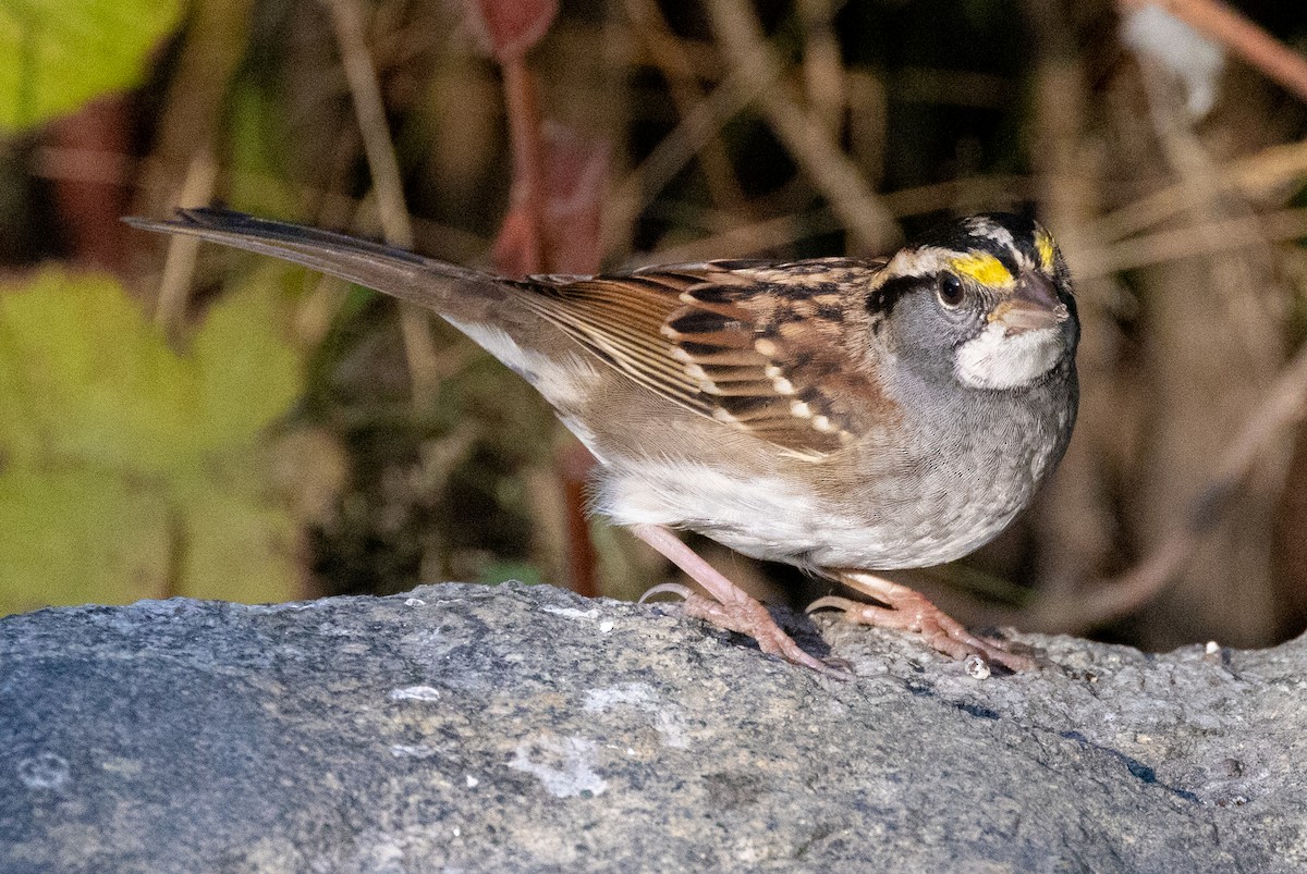 Bruant à gorge blanche - ML493299991