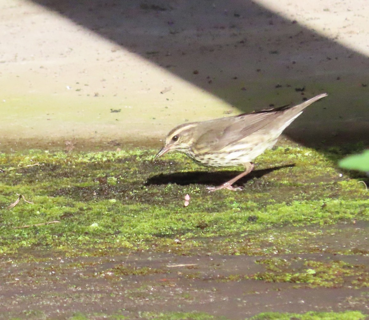 Northern Waterthrush - ML493300181