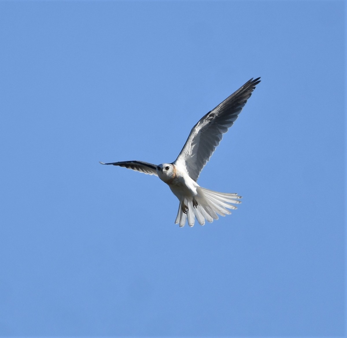 White-tailed Kite - Ronnie Reed