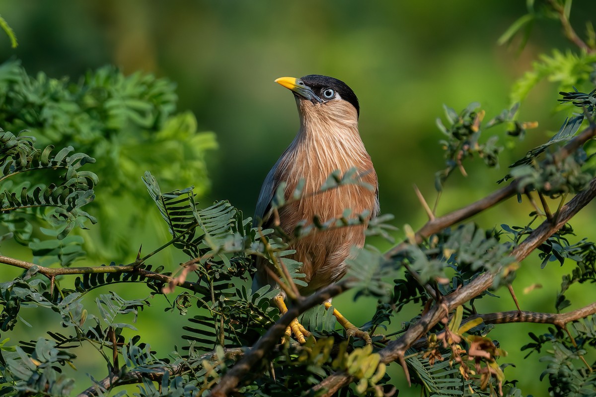 Brahminy Starling - Saswat Mishra