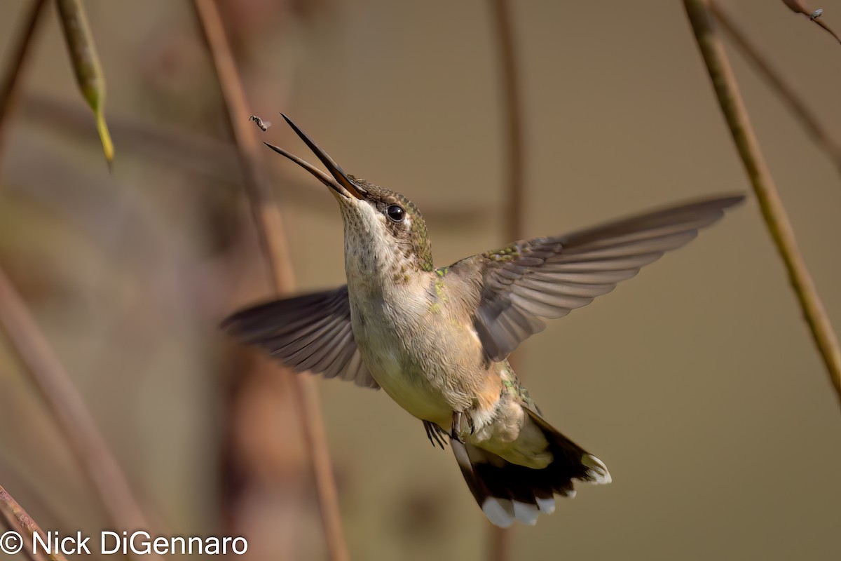 Ruby-throated Hummingbird - Nick DiGennaro