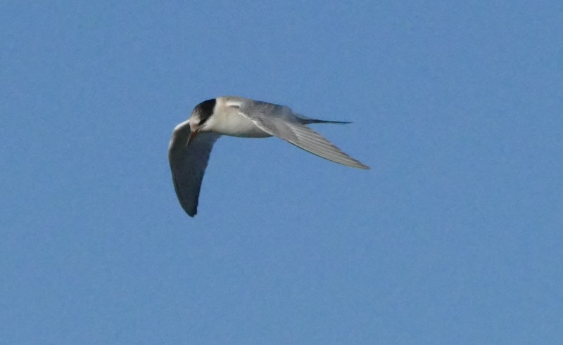 Arctic Tern - ML493303531