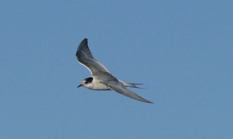 Arctic Tern - eero salo-oja