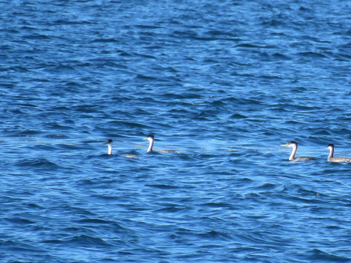 Western Grebe - Robert Theriault