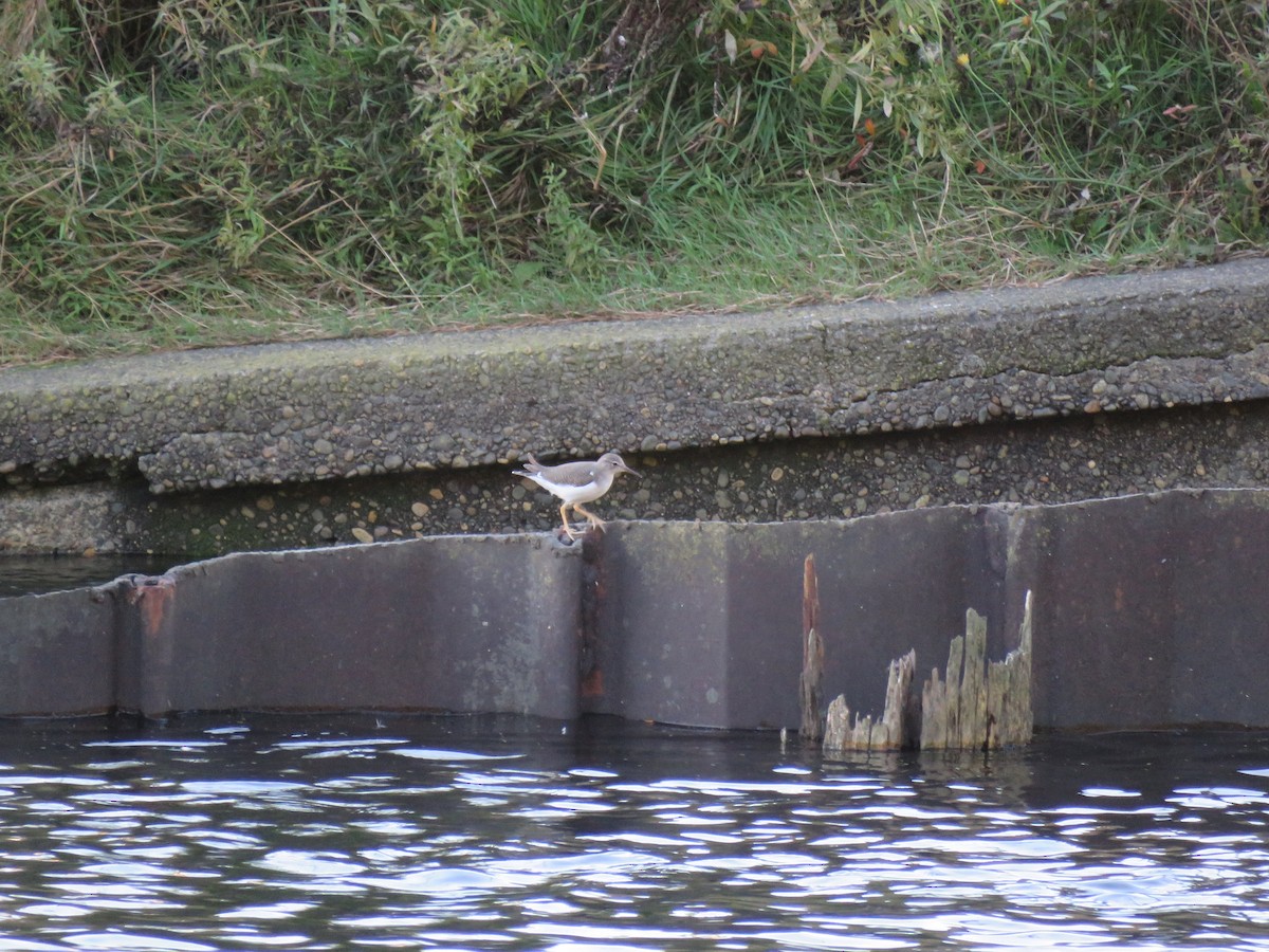 Spotted Sandpiper - ML493305261