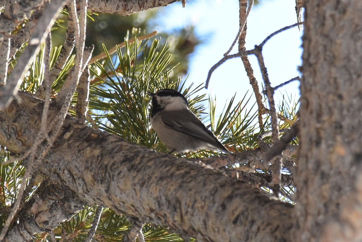 Mountain Chickadee - ML493305731