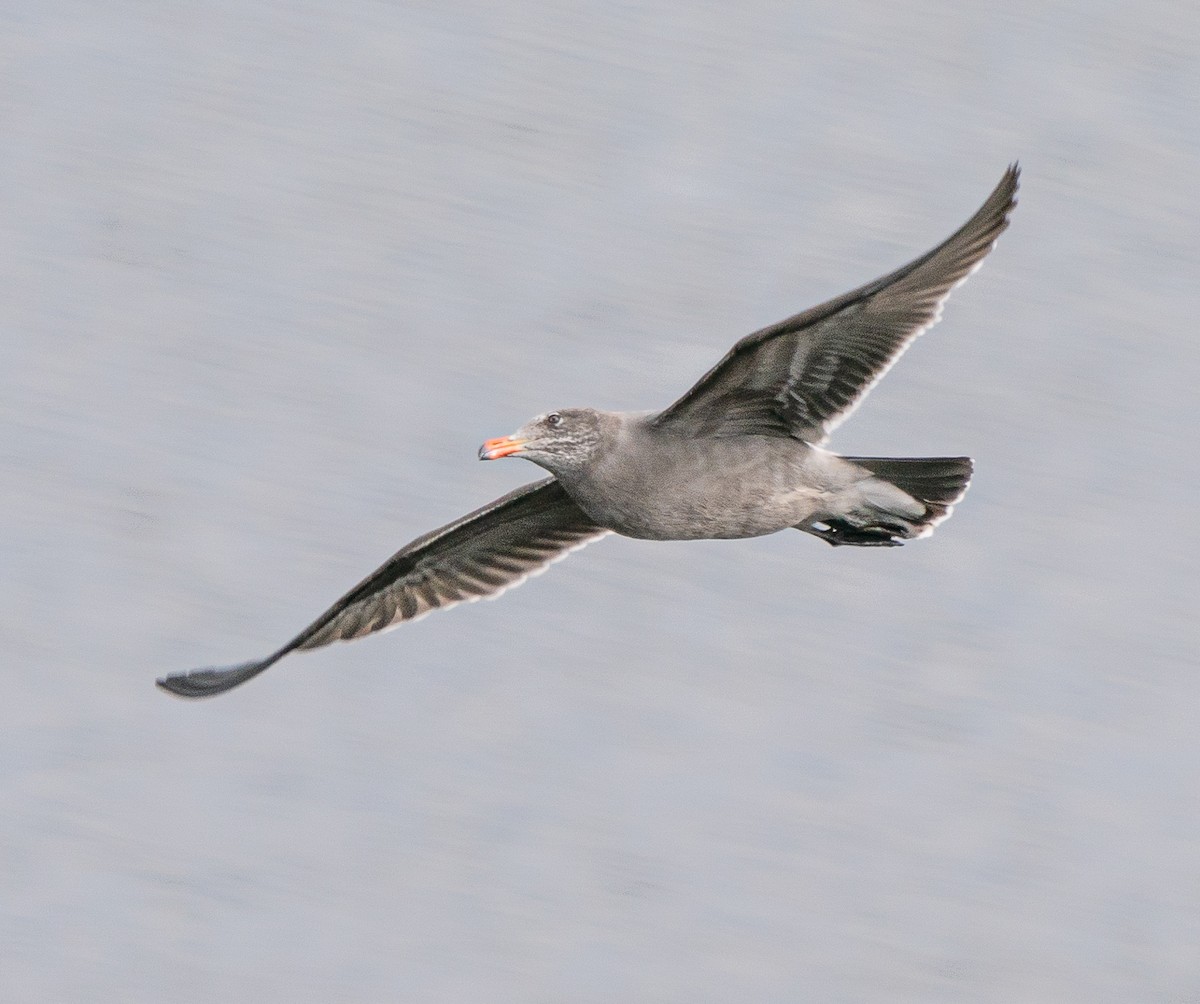 Heermann's Gull - Meg Barron