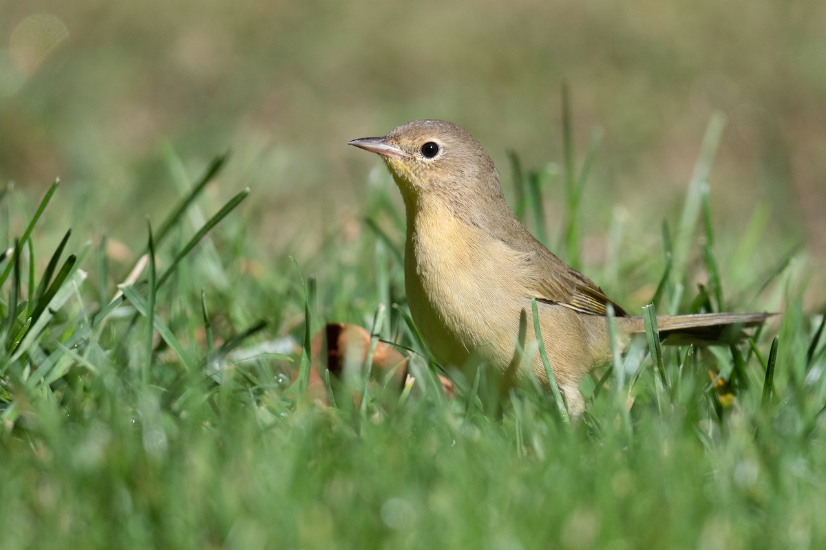 Common Yellowthroat - Ben  Lucking