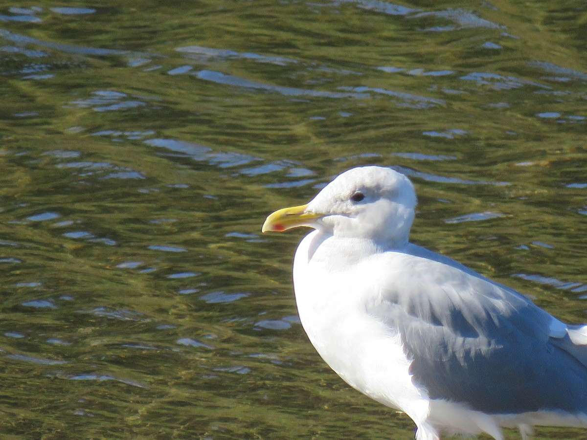 Glaucous-winged Gull - ML493306281