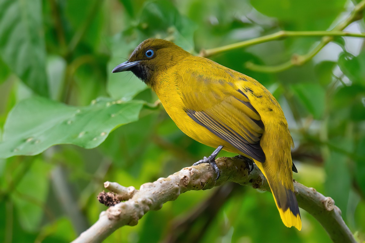 Andaman Bulbul - Saswat Mishra