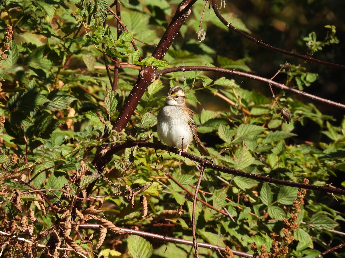 White-throated Sparrow - ML493306341