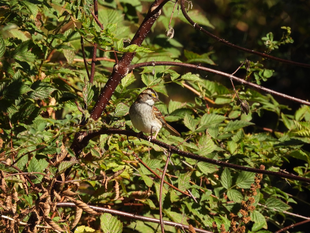 White-throated Sparrow - ML493306351