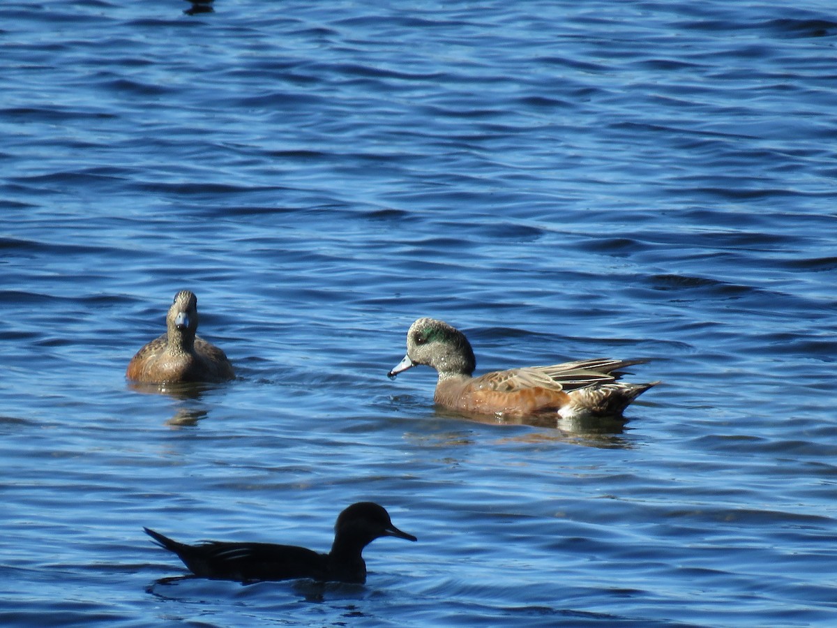 American Wigeon - ML493306361