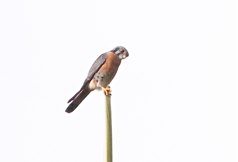 American Kestrel (Cuban) - ML49330651