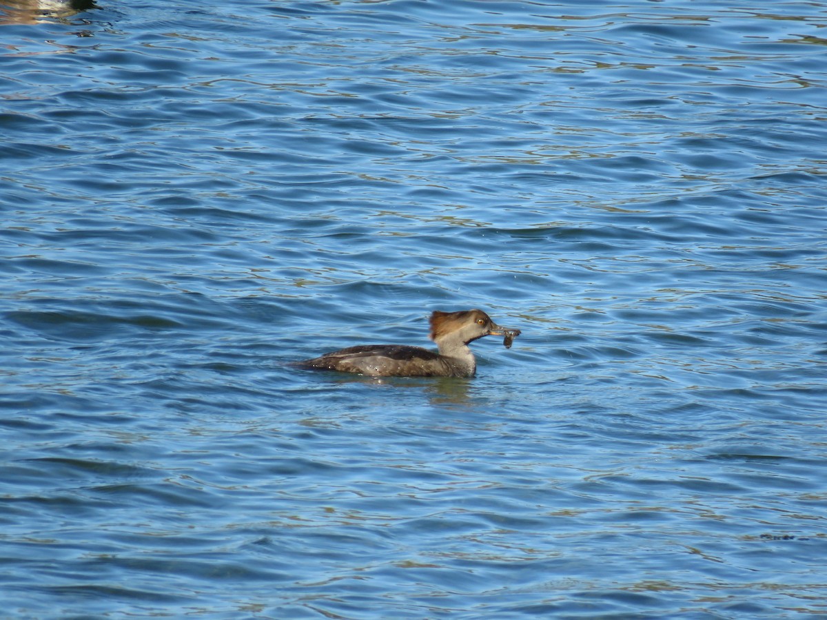 Hooded Merganser - ML493306521