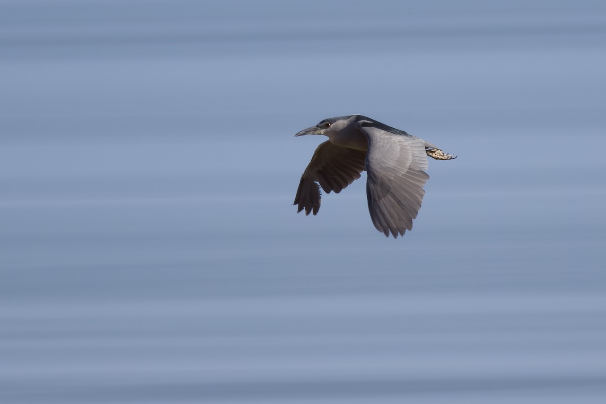 Black-crowned Night Heron - ML493307671