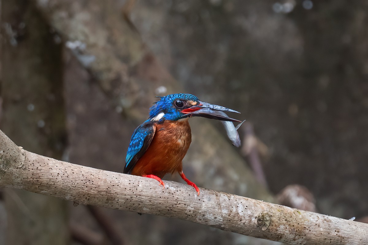 Blue-eared Kingfisher - Saswat Mishra