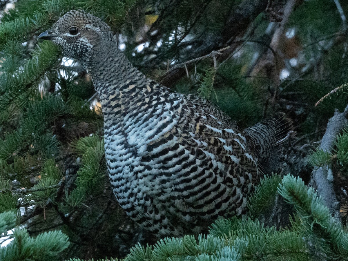 Gallo Canadiense - ML493307891