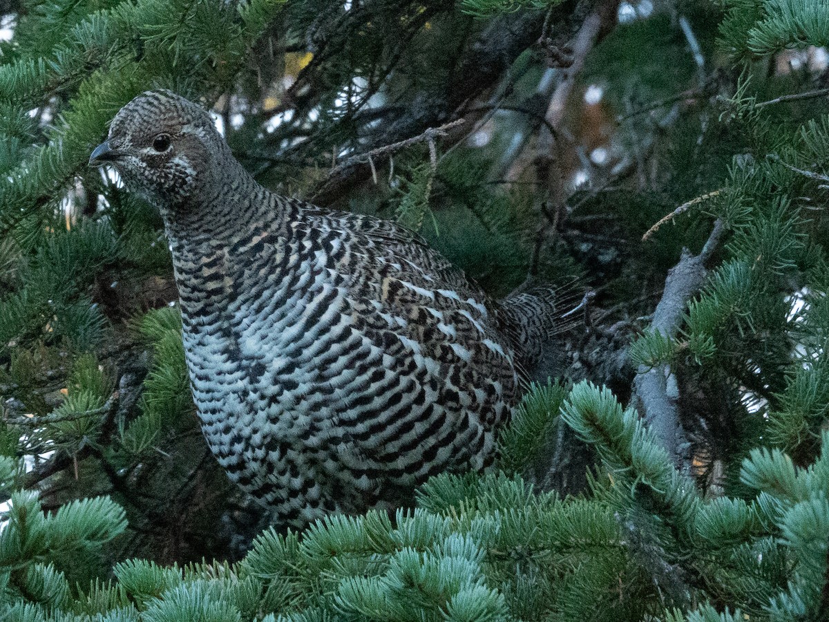 Gallo Canadiense - ML493307901