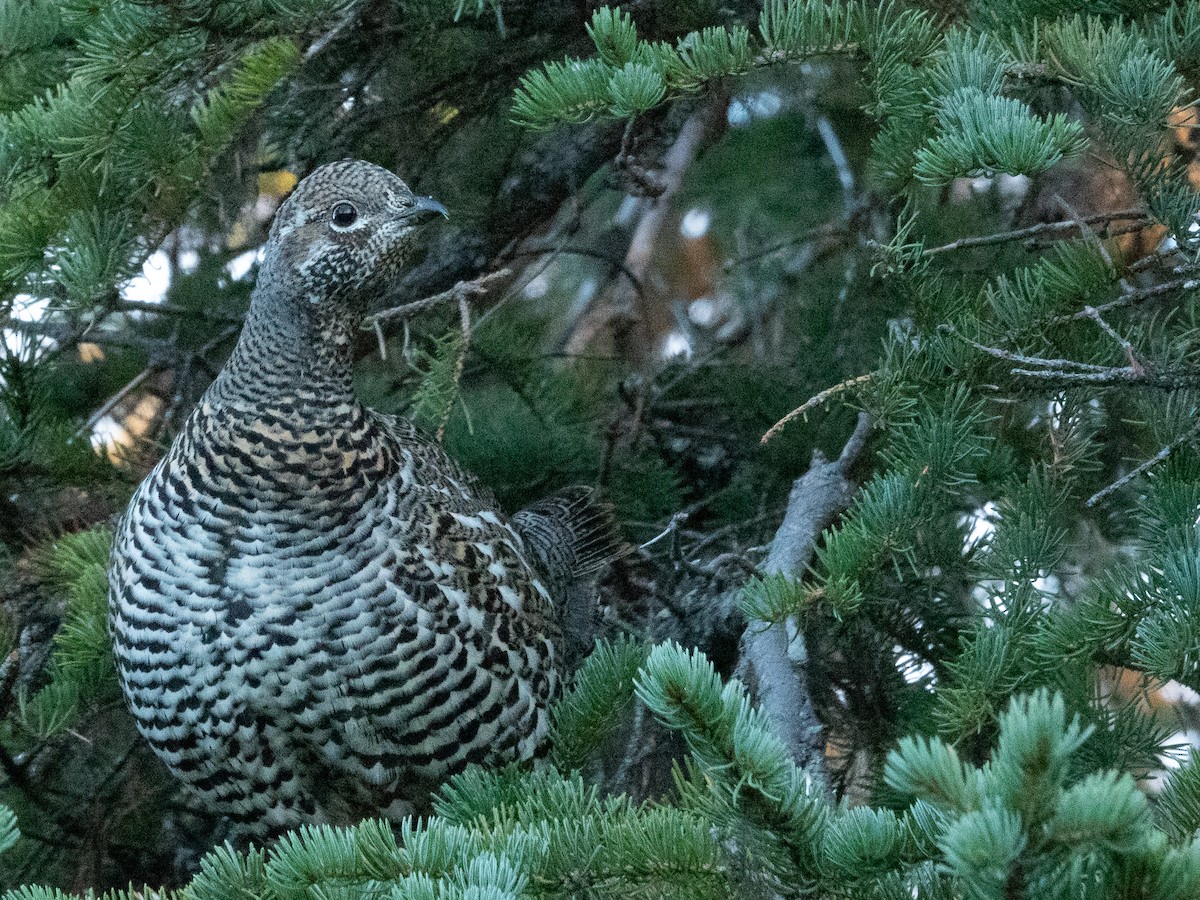 Gallo Canadiense - ML493307921