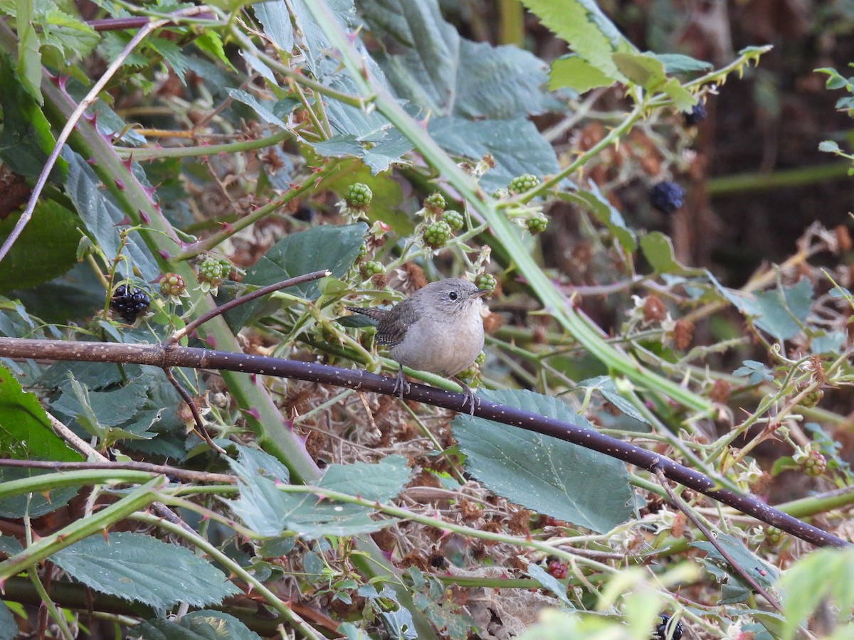 Northern House Wren - ML493307971