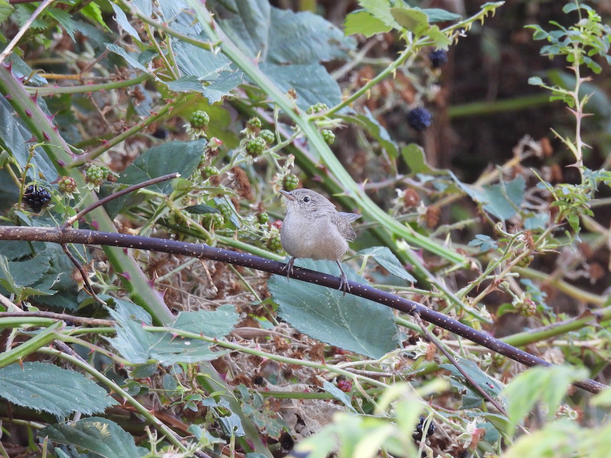 Northern House Wren - ML493307981