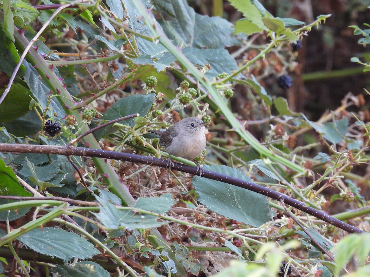 Northern House Wren - ML493308001