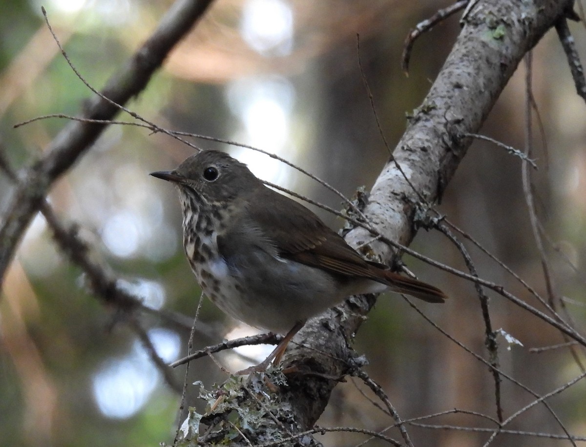Hermit Thrush - ML493308191
