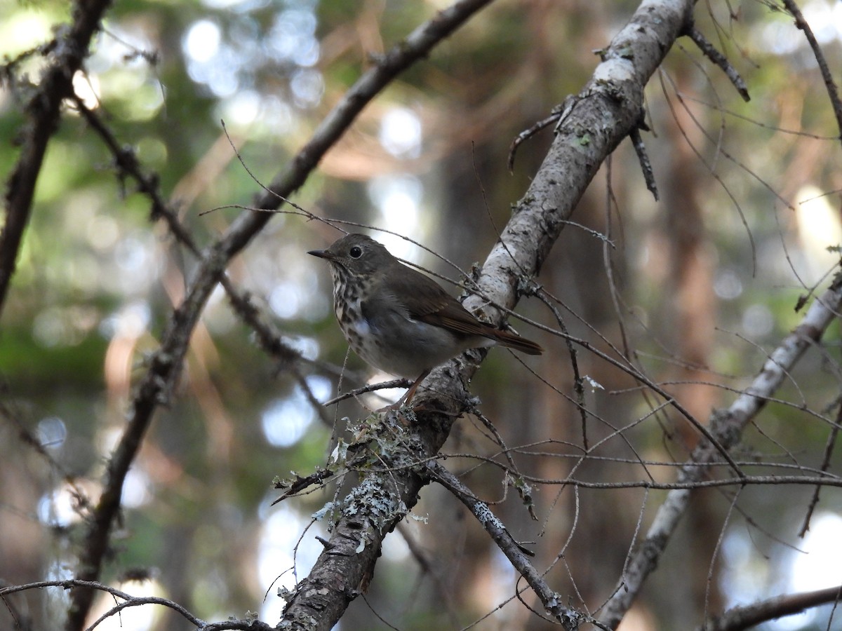 Hermit Thrush - ML493308201
