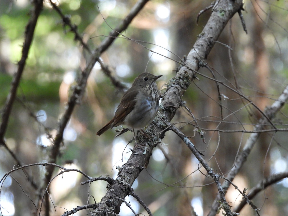 Hermit Thrush - ML493308211
