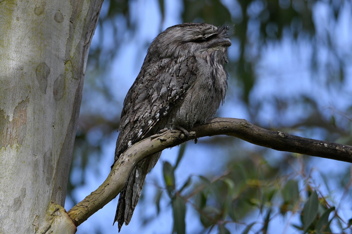 Tawny Frogmouth - Peter & Shelly Watts