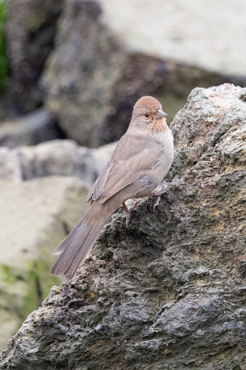 California Towhee - Loni Ye