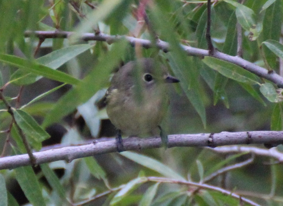 Cassin's Vireo - ML493309711