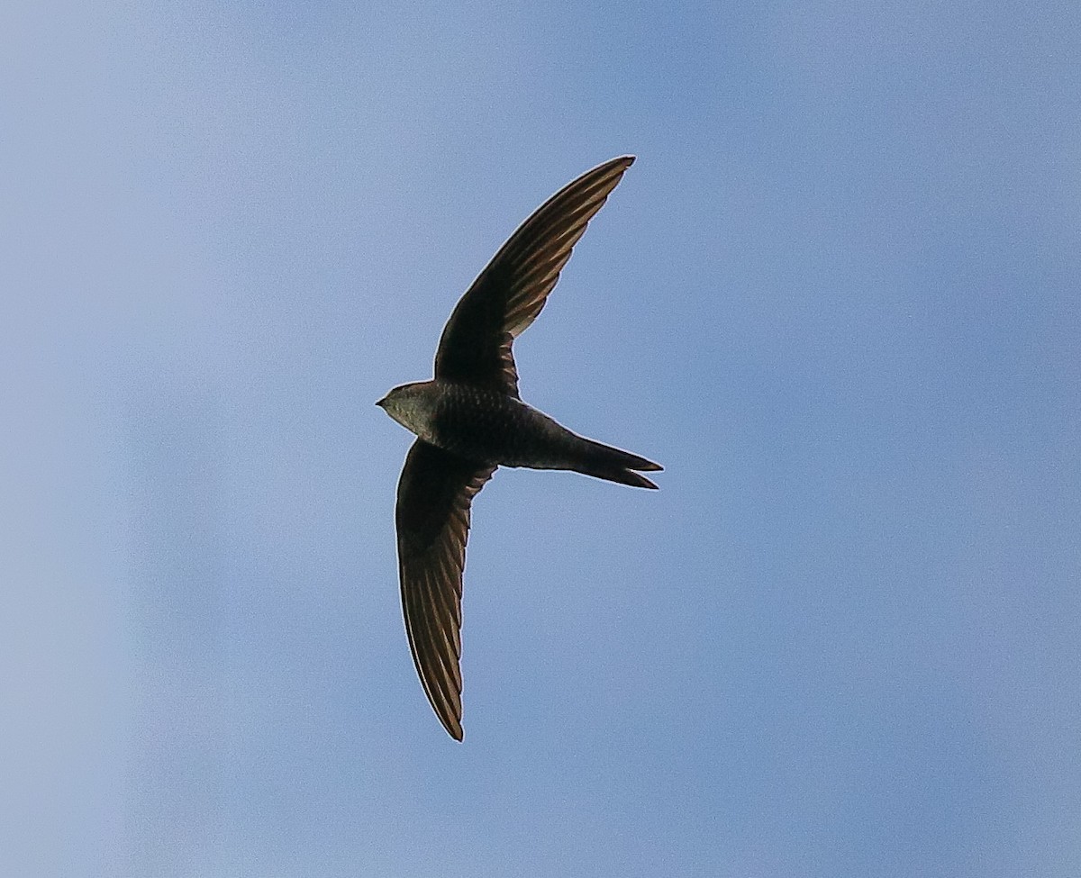 Pacific Swift - ML493310041