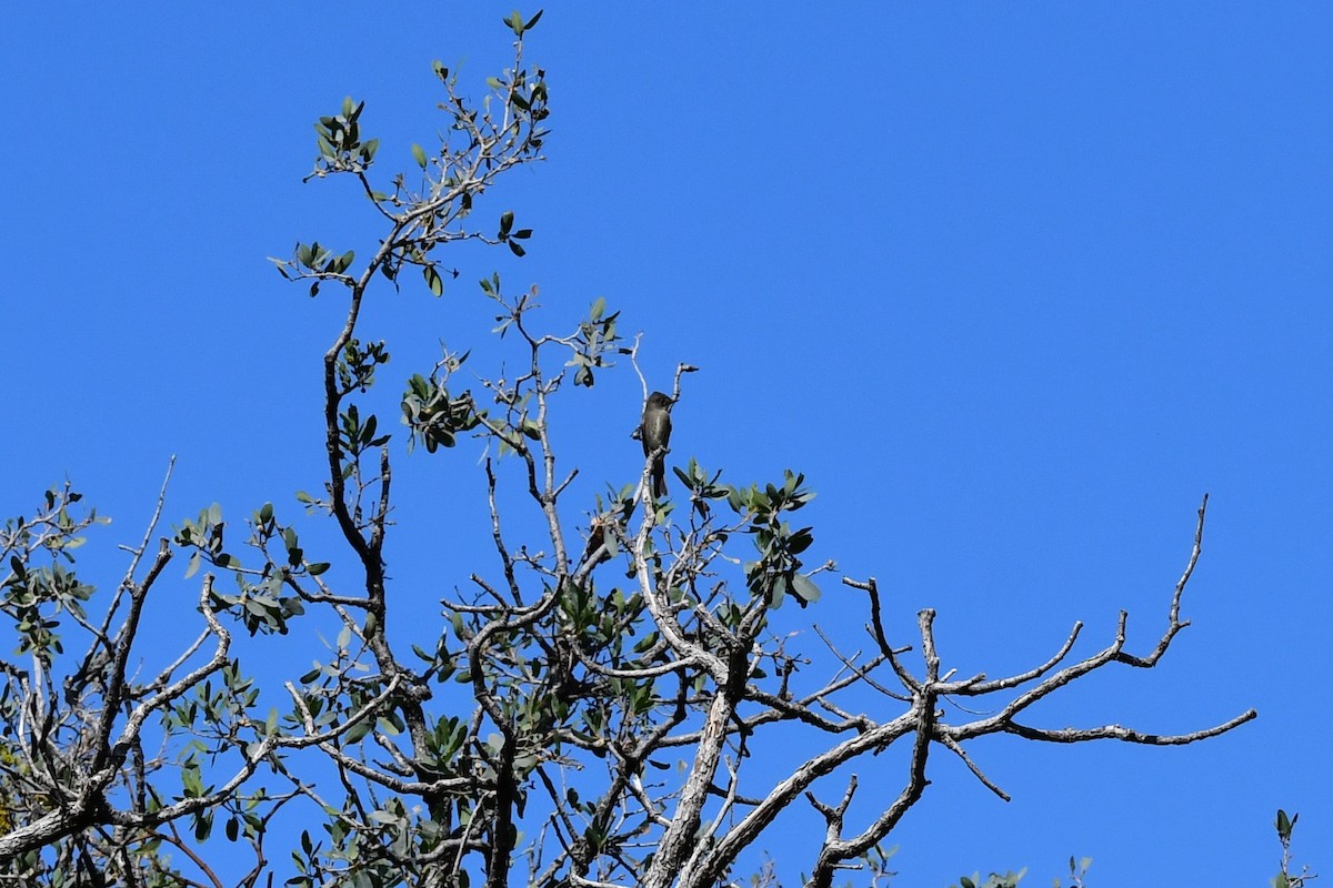 Olive-sided Flycatcher - ML493312861
