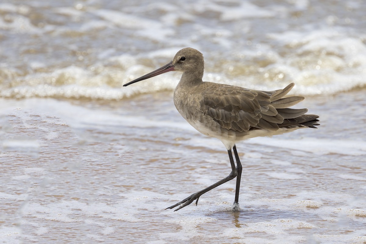 Black-tailed Godwit - ML493314431