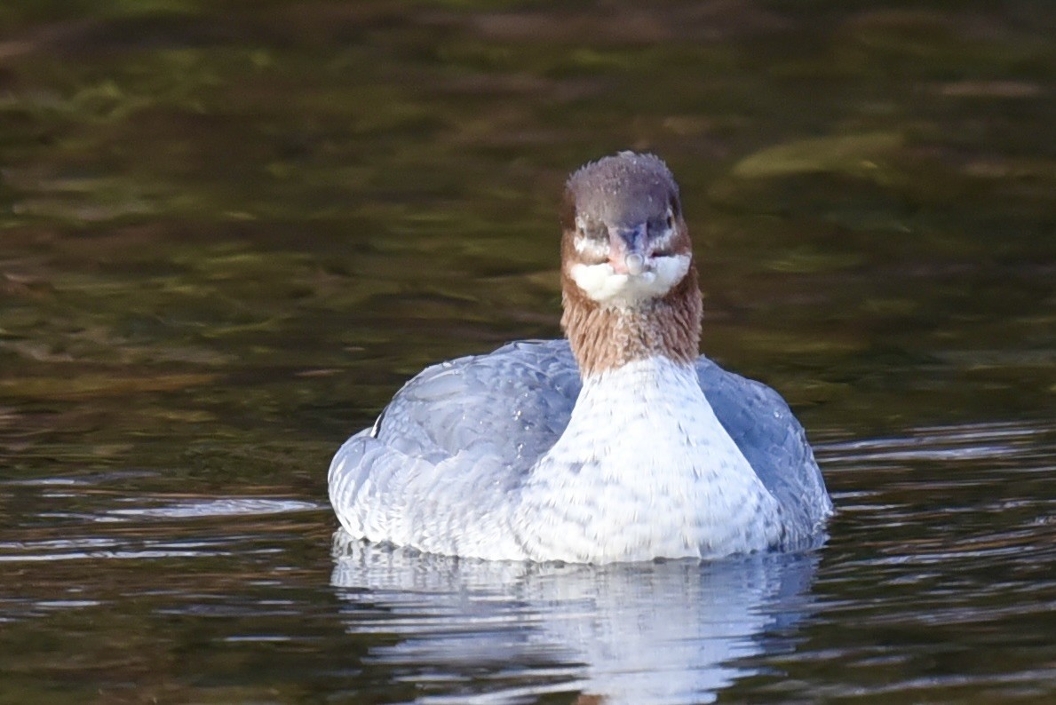 Common Merganser - Steve Ericson