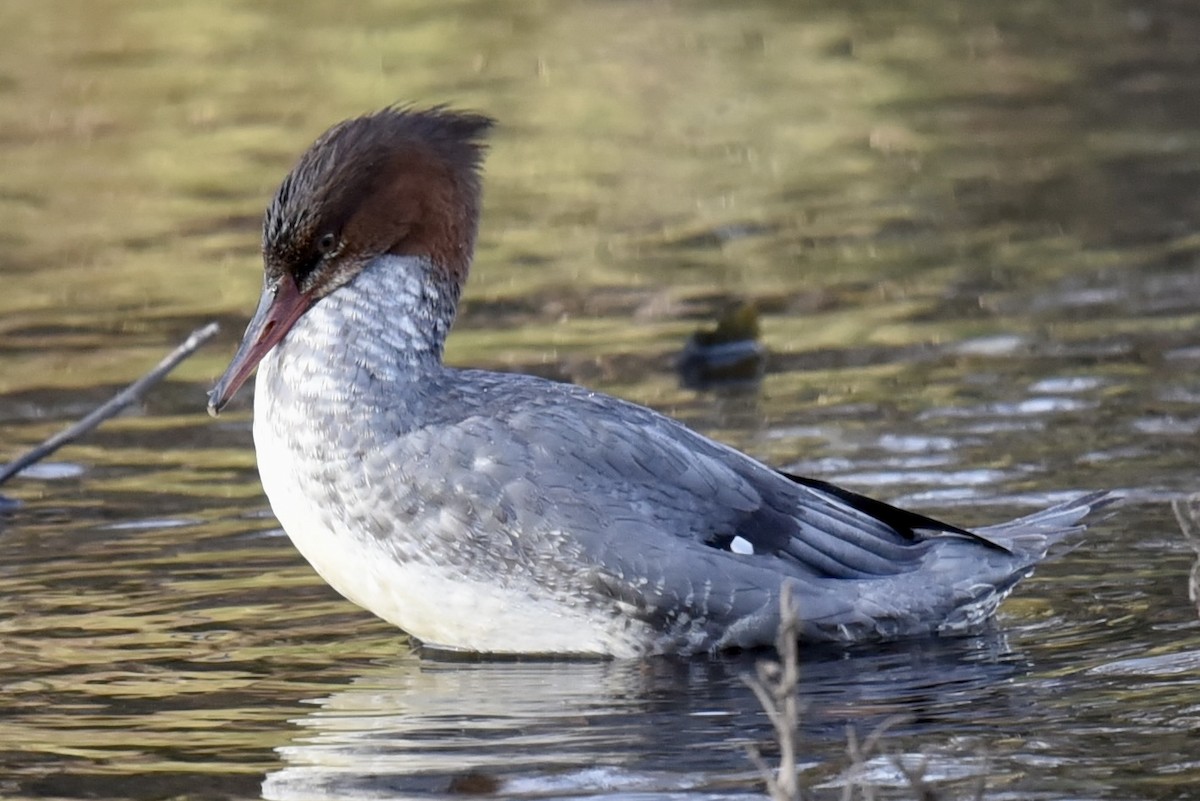 Common Merganser - Steve Ericson