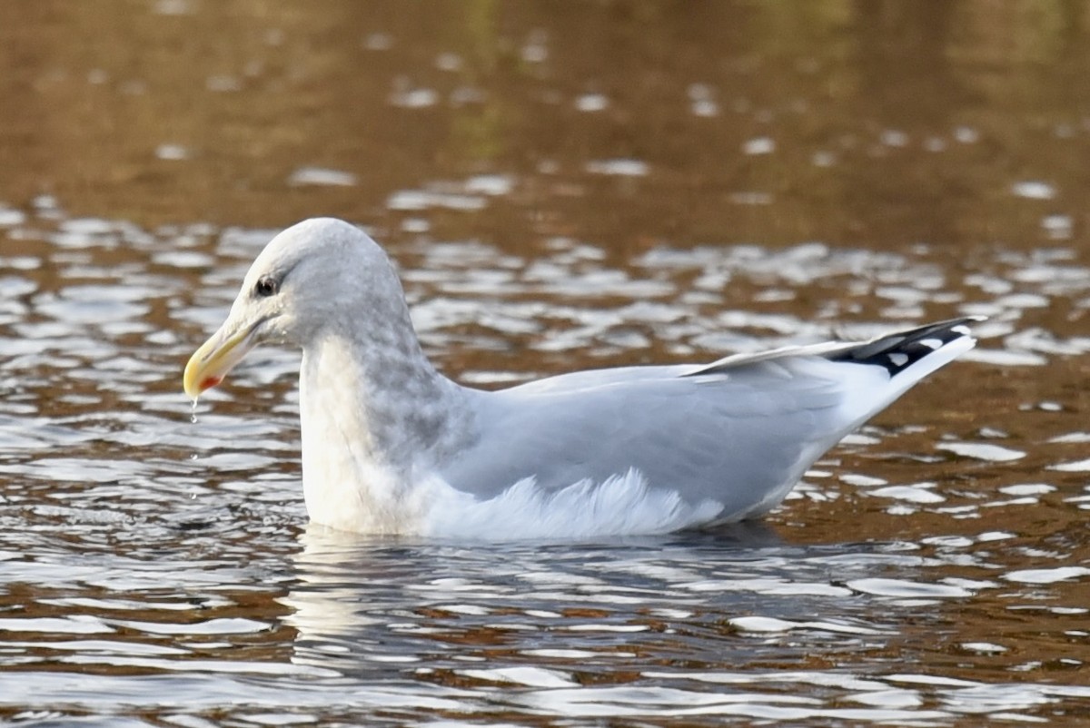 Herring x Glaucous-winged Gull (hybrid) - Steve Ericson